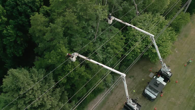 Best Tree Mulching  in Beaver, PA